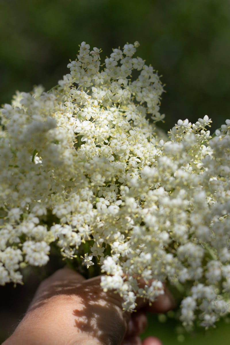 Hyldeblomster