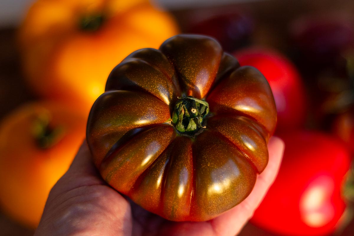 heirloom-tomater
