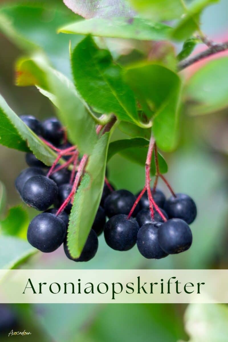 Aronia på en arobiabusk