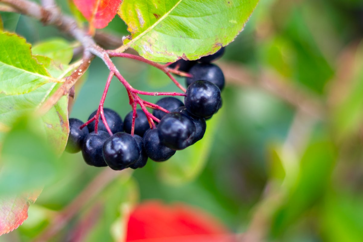 Aronia på en aroniabusk